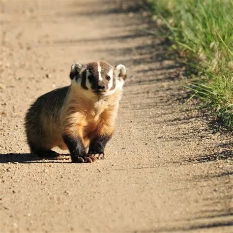 American Badger Facts Diet Habitat And Pictures On Animaliabio