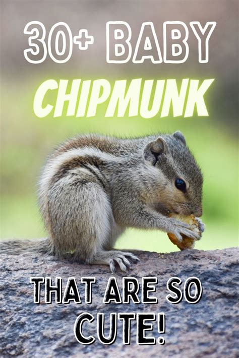 Top 30 Baby Chipmunk Names Cute Names For A Pet Chipmunk