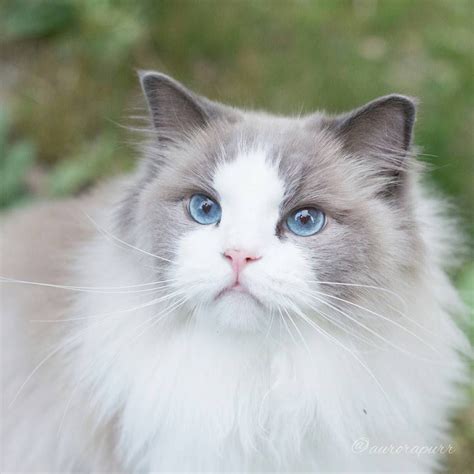 Stare In To My Eyes Human Now Give Me Treats Blue Bicolor Ragdoll