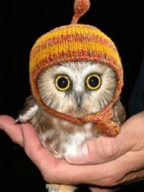Owl Cute Baby Owl Baby Owls Owl