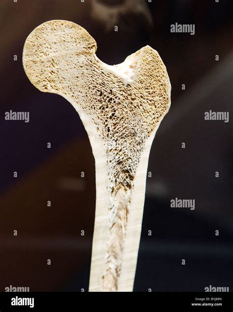 Cross Section Of A Bone Gracie Leigh Oryan