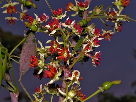 Limonia Acidissima Efloraofindia