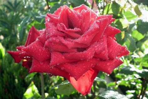 Gambar Bunga Mawar Tercantik Di Dunia Terbaru