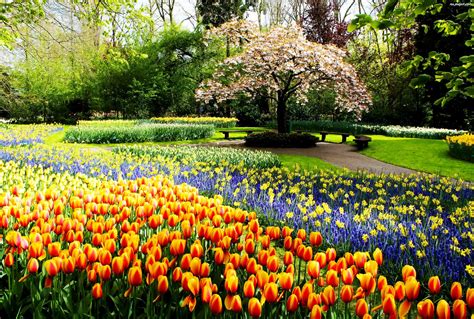 Tulipany Park Wiosna Kwiaty Na Pulpit
