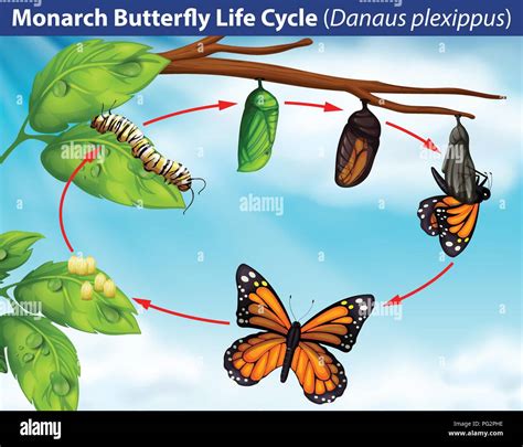 Vector Illustration Of Cartoon Life Cycle Of Butterfly Stock Vector Images