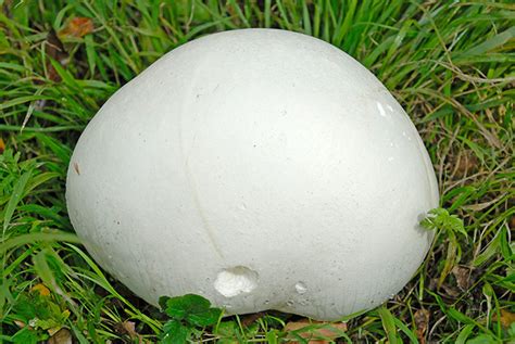 Giant White Mushroom Pics About Space