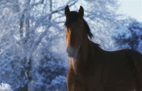 Can Horses Get Frostbite A Vet Explains When Horses Are At Risk Of
