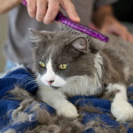 Most cats with ringworm develop hair loss, either in a small patch or spread across their entire body. What Is Ringworm and What Are Its Symptoms in Cats? - Catster