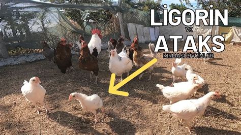 Ligorin Horoz ile Ataks Sussex ve Australorp Tavukların Yumurtalarından