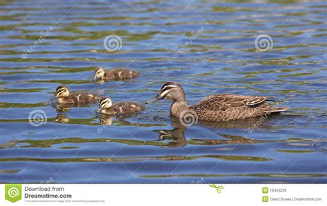 Pacific Black Duck Stock Image Image Of Nature Animal 16452229