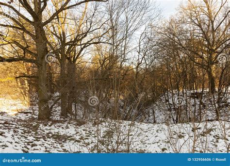 Bare Tree Trunks In The Winter Forest Stock Photo Image Of Plants