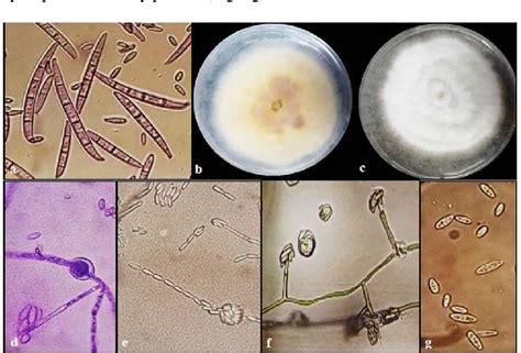 Pdf Morphology Pathogenicity And Molecular Identification Of Some