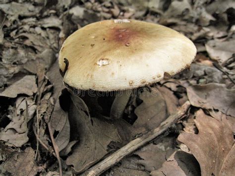 North Carolina Boletus Edulis Wild Mushroom Stock Photo Image Of