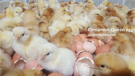 Cinnamon Queen Fertile Hatching Eggs For Sale Fresh Fertile Eggs Cackle Hatchery