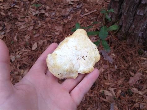 Need Help Identifying Stalked Polypore Mushroom Hunting And