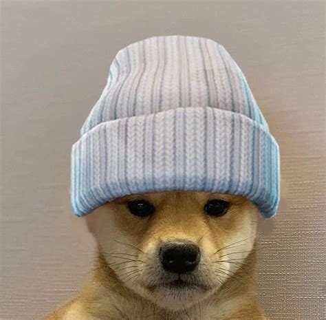 Can Somebody Make That Beanie Black Dogwifhatgang