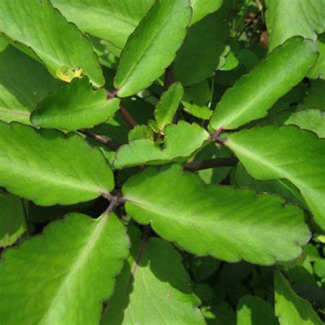 Bryophyllum Pinnatum Plant Ranakalli Online Plants