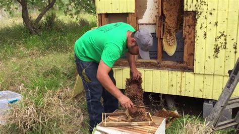 Honey Bee Hive Removal In The Brush Country By Luis Slayton Of Bee Strong Honey And Bee Removal