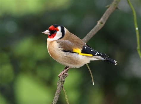 Gold Finch Goldfinch Common British Birds Wildlife Photography