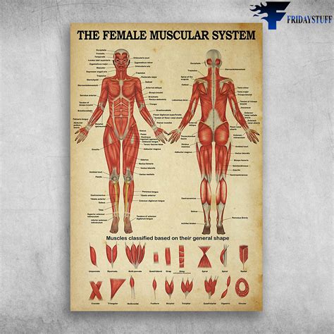 The Female Muscular System Muscles Classified Based On Their General Shape FridayStuff