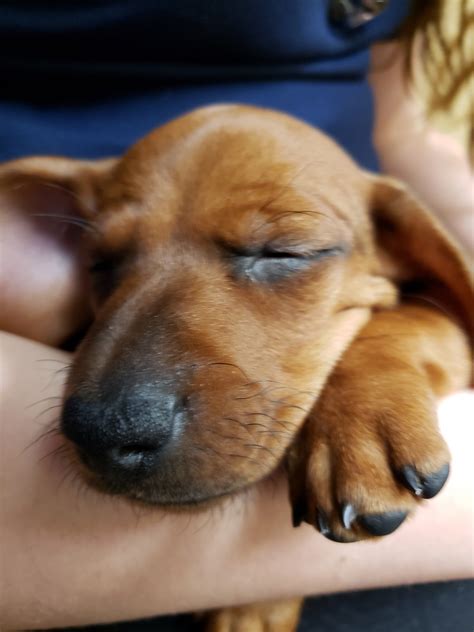 Dachshund for sale near me, cheap dachshund. Dachshund Puppies For Sale | Tallahassee metropolitan area ...