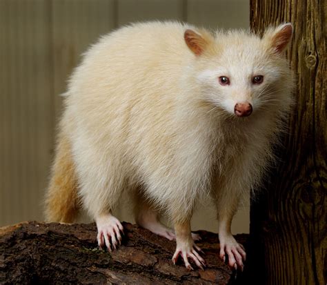 Albino Trash Panda Imgur Albino Lion Rare Albino Animals Amazing