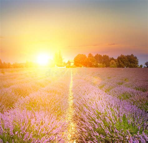 Sunset Over A Violet Stock Photo Image Of Lines Flower 73184064