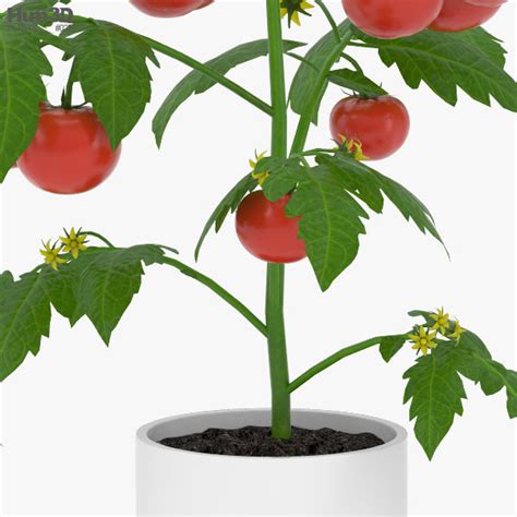 Tomato Plant 3d Model Plants On Hum3d
