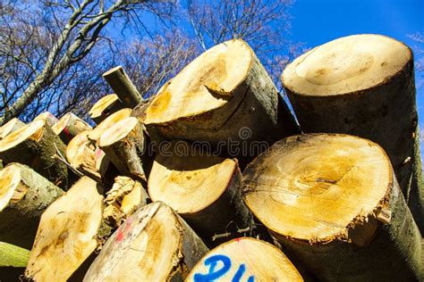 Pile Of Wood In Forest Stock Photo Image Of Forestry 34818604