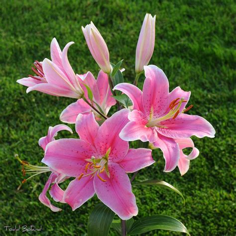 Sorbonne Oriental Lilium Tulips With A Difference