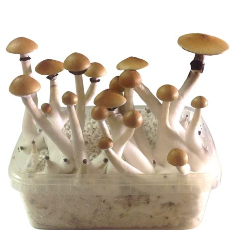 smartshop magic mushrooms magic mushroom growkits growkit psilocybe cubensis golden