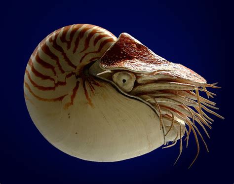 The Paper Nautilus Poems About Animales