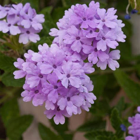 10 Plants That Beat The Heat Drought Tolerant Plants Plants Heat