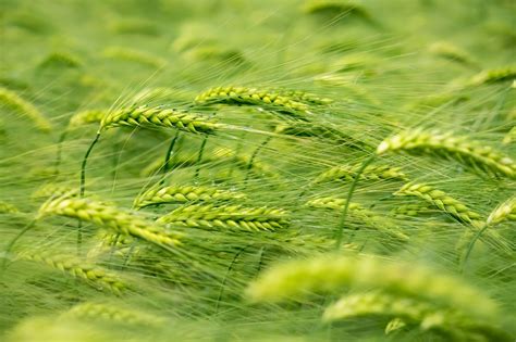 Download Summer Plant Green Nature Wheat Hd Wallpaper