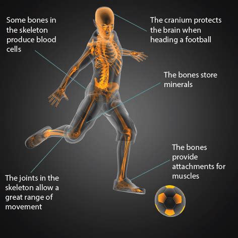 Look at this anatomical picture of a lady wearing a high heel. Exercise Physiology