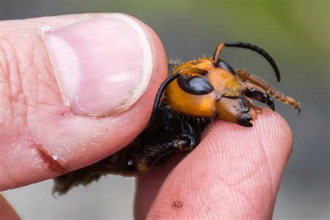 Deadly Asian Hornets Are Back In Uk Experts Warn The Morning News