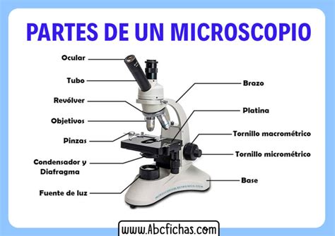 Ficha De Partes Del Microscopio Porn Sex Picture