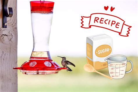 How To Make Hummingbird Food Easy Recipe Bird Feeder Hub
