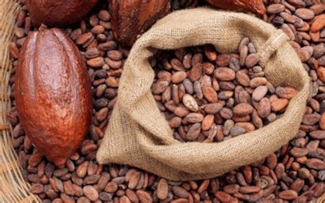 Cocoa Seeds Cacao Seeds Theobroma Free Shipping Sri Lanka Etsy
