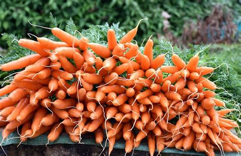 Carrot Farming In Kenya Ke