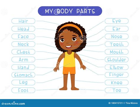 Boy And Girl Body Parts Anatomy Cartoon Vector