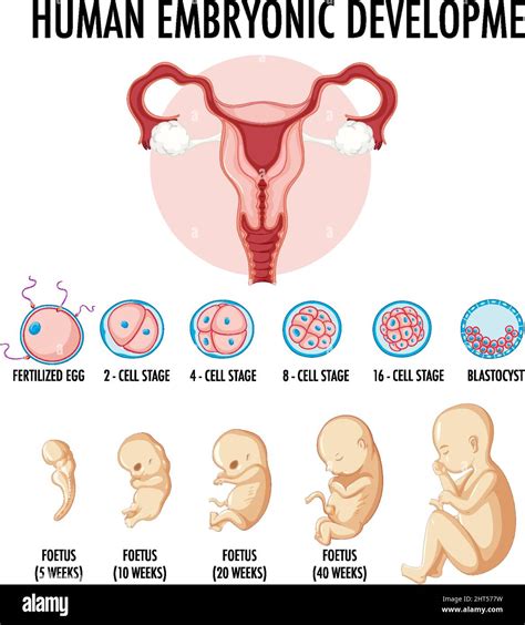 Human Embryonic Development In Human Infographic Illustration Stock