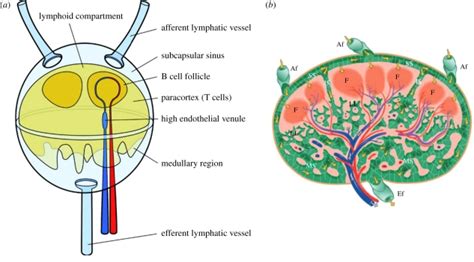 A Schematic Diagram Of A Lymph Node Lymph Flows Around The Lymphoid