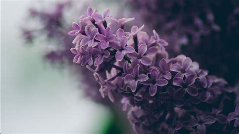 Warna Lilac Cocok Dengan Warna Apa Berikut Penjelasannya Eraid