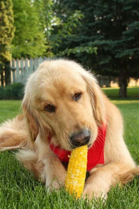 Preheat oven to 350°f (175°c). Havin yummy corn (With images) | Beautiful dog breeds ...