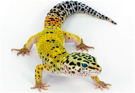 Top 198 What Type Of Animal Is A Gecko