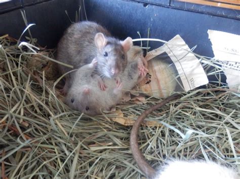 They Were Caught During Play Fighting Rats Fancy Rat Play Fighting