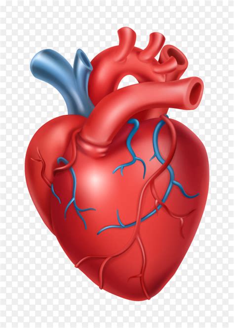 Human Being Heart Premium Vector Png Similar Png