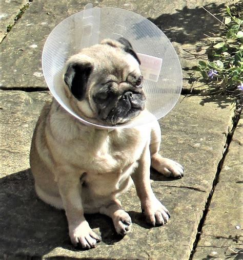 Mast Cell Tumours By Pdwra Vet Advisor Helen The Pug Dog Welfare