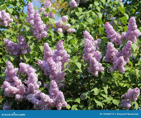 Blooming Lilacs Stock Image Image Of Detail Lilac 139448719